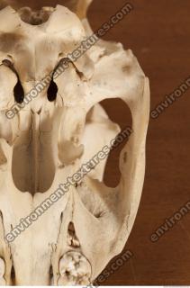 photo reference of skull 0057